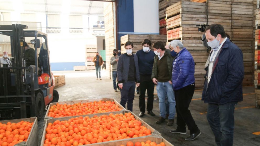 Naranjas sampedrinas tendrán sello de calidad para exportar