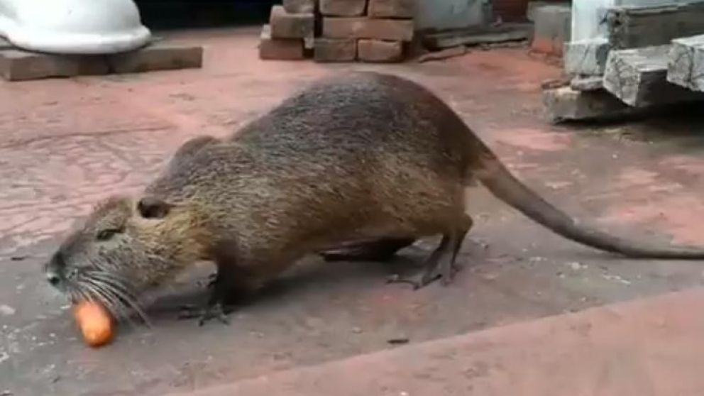 Varios animales salvajes aparecieron en zonas urbanas, como un coipo en La Boca