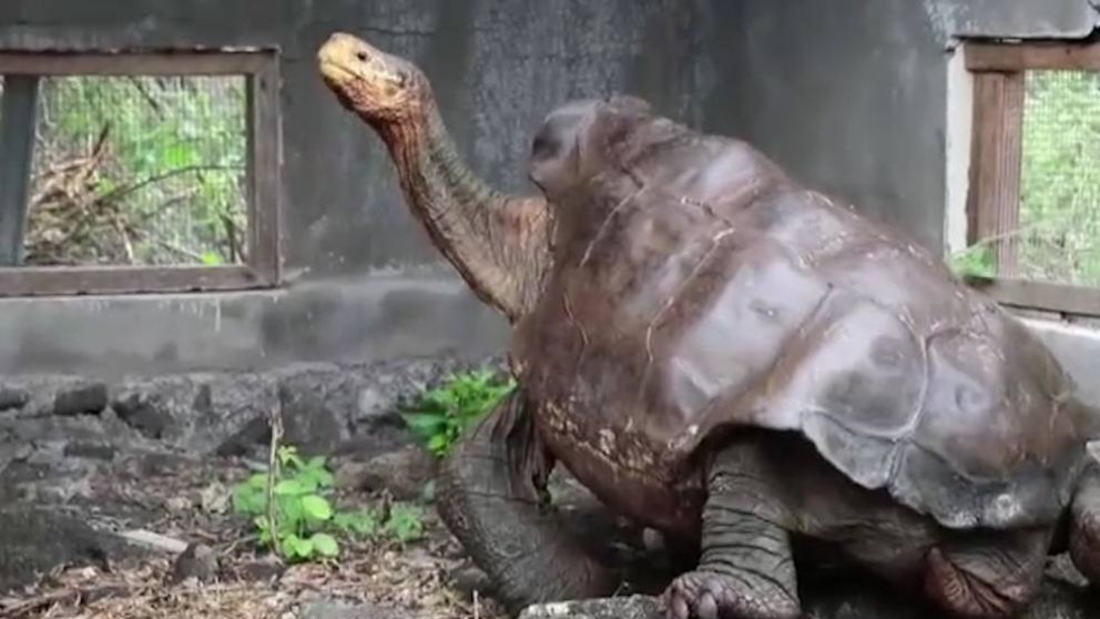 Diego es el ascendiente directo de al menos 800 ejemplares de su especie