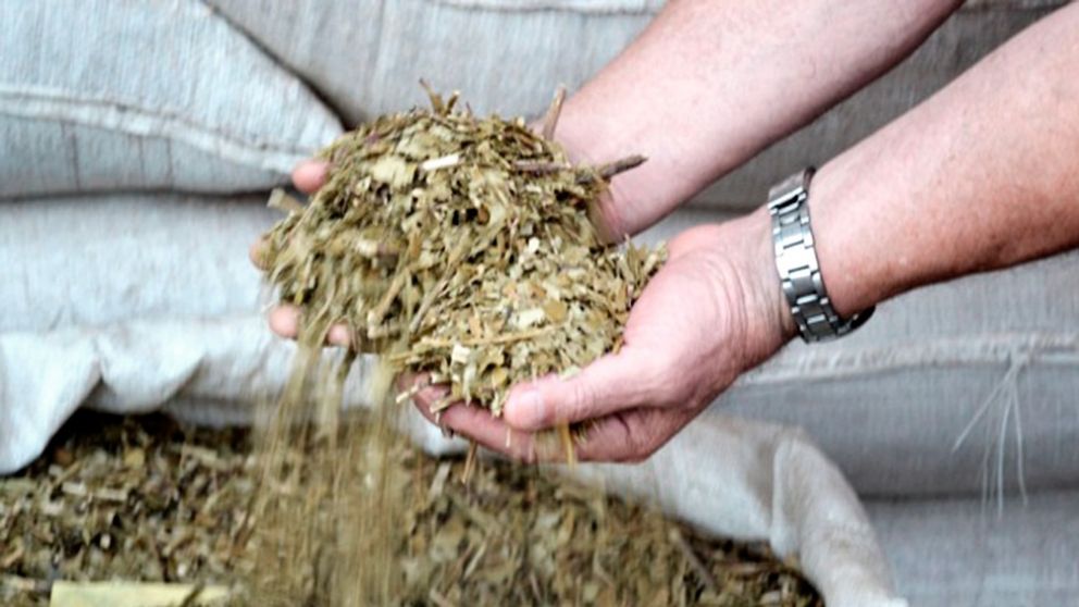 Ruta de la yerba mate: buscan que sea declarada patrimonio mundial