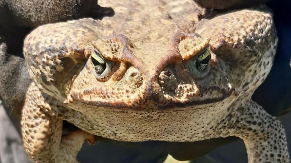 La criatura es especialmente letal para mascotas