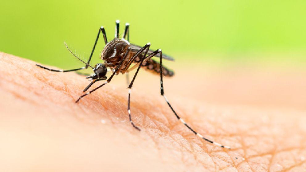 Alerta por el “mosquito tigre" capaz de transmitir 22 tipos de virus