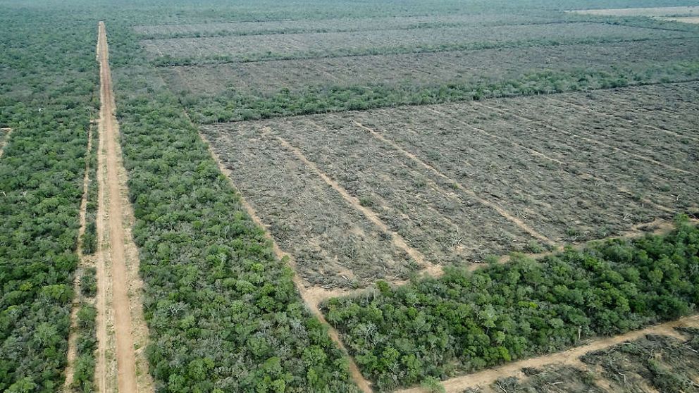 Finca San Francisco: Deforestación en Argentina en plena cuarentena