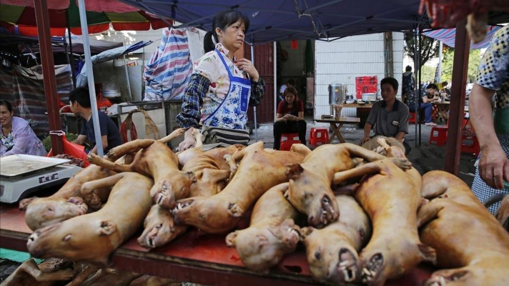 Wuhan prohibió comer carne de animales salvajes