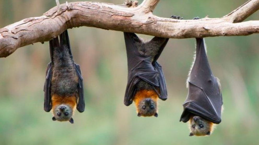 Murciélagos con rabia