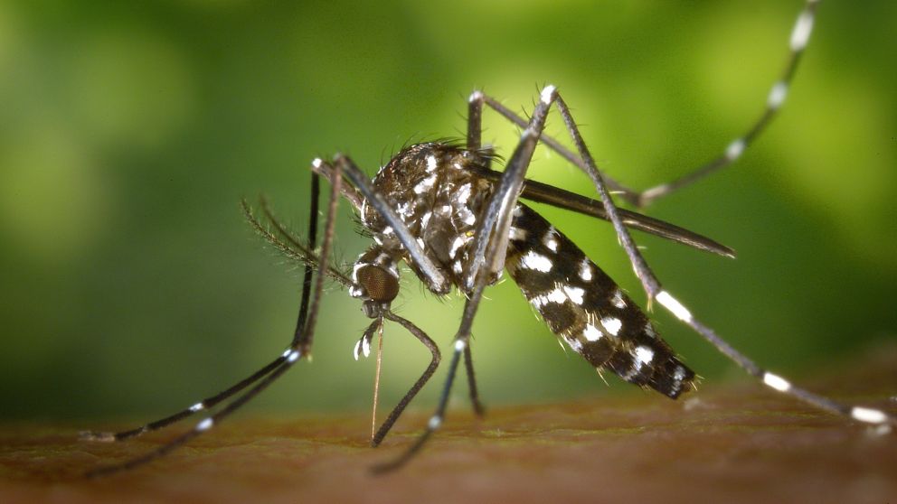 El mosquito aedes aegypti es el transmisor del dengue