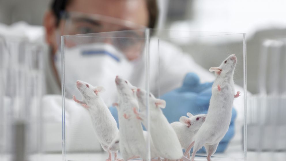 Primera posible vacuna contra el coronavirus