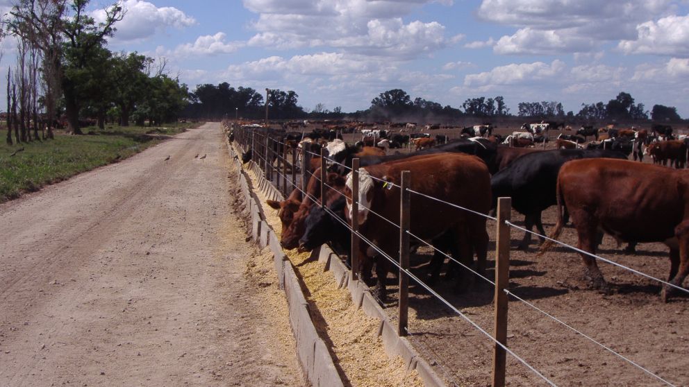 El novillo pesado empezará a volcarse al consumo local