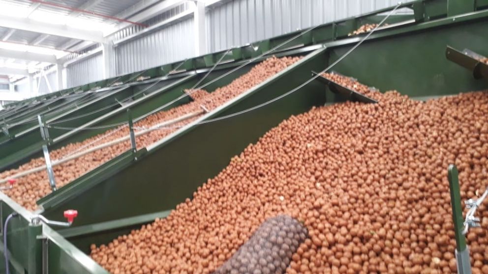 Invierten $137 millones para exportar nueces