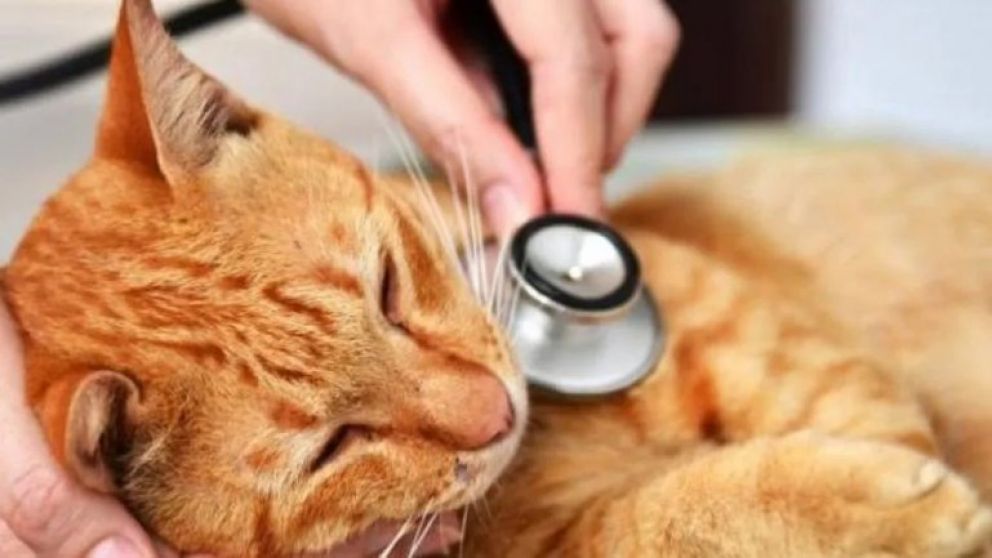 Hay varios casos de gatos contagiados con Covid-19 