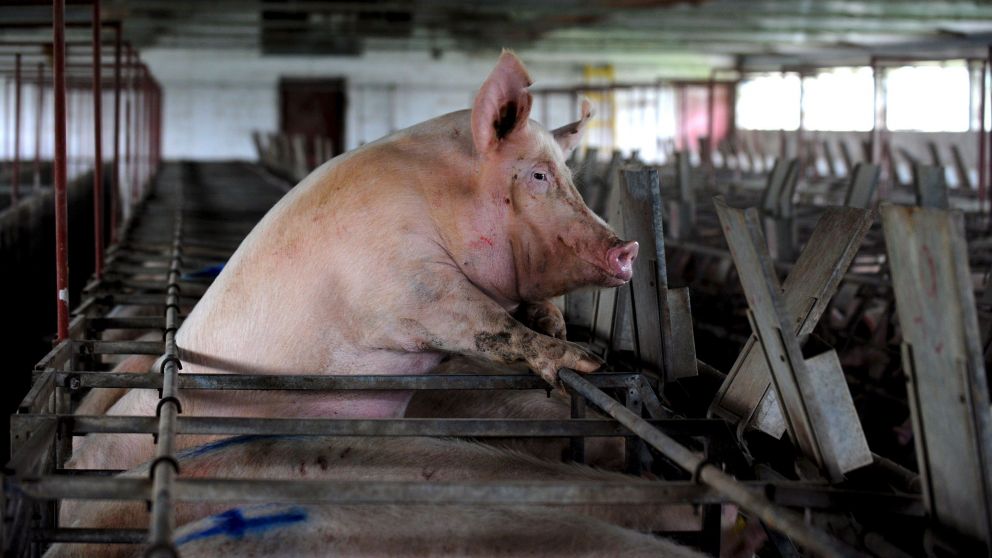 El consumo anual de carne fresca es de 17 kg/habitante