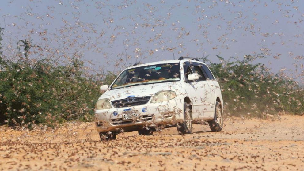 Los enormes enjambres recorren distancias enormes en un día