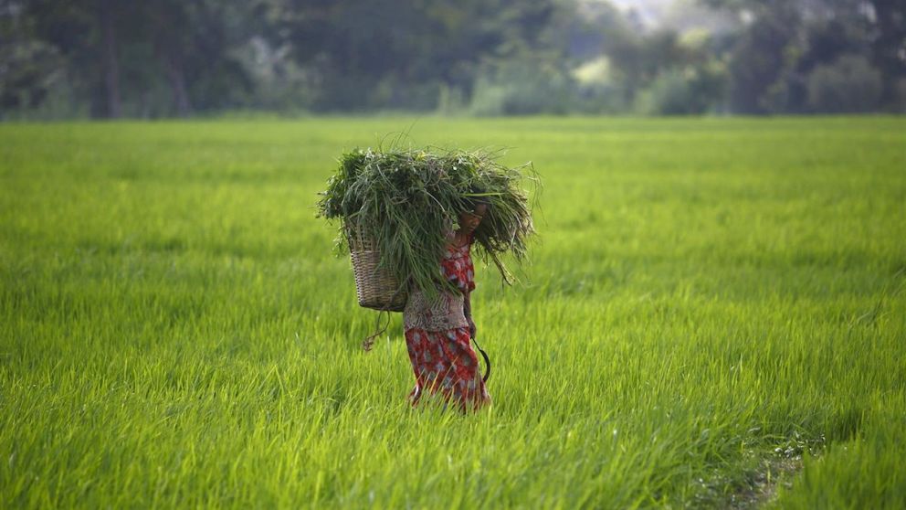 En el mundo hay 820 millones de personas con inseguridad alimentaria