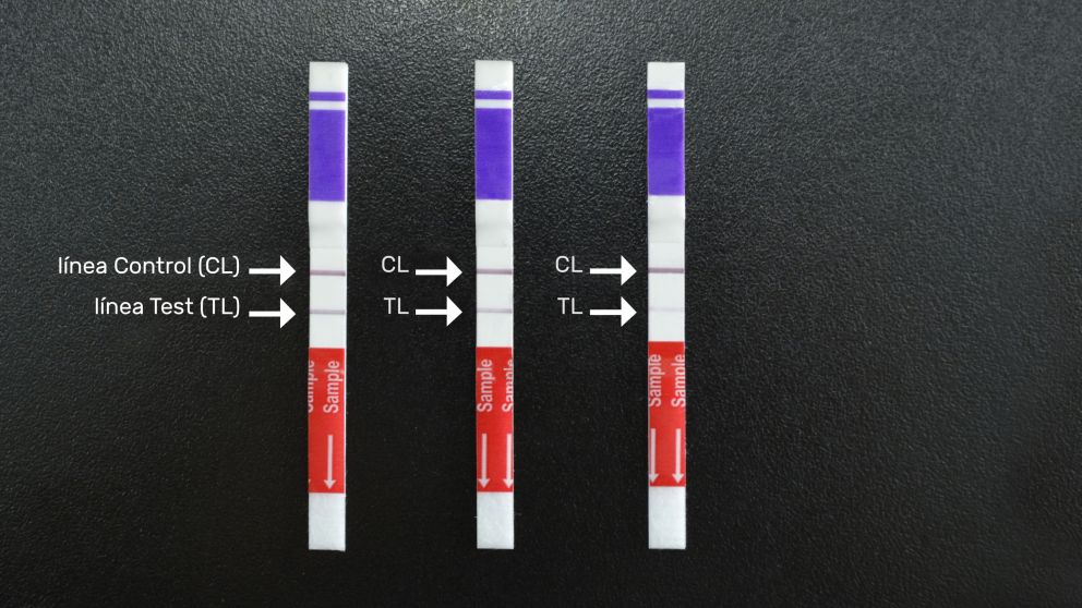 Las tiras reactivas para detectar el dengue fueron desarrolladas en tiempo récord