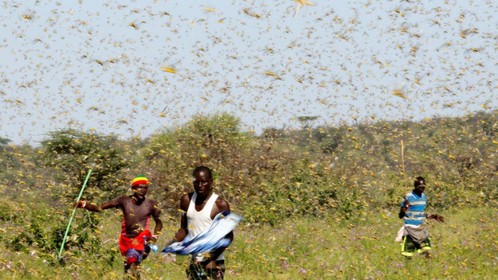Pobladores keniatas luchan infructuosamente contra la mortal plaga