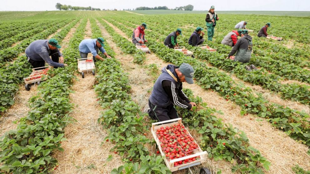 La actividad agrícola, precarizada
