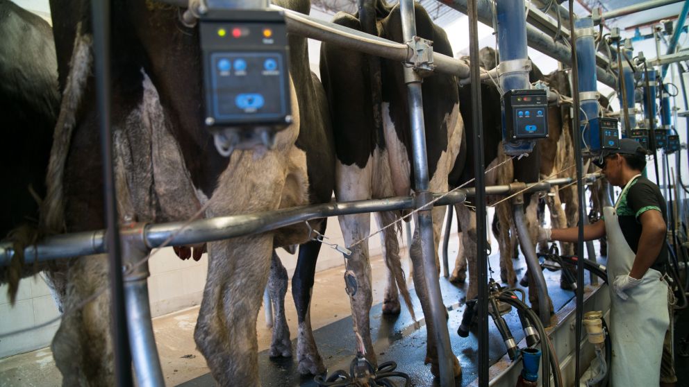 Los productores reciben entre U$S0,20 y US$0,35 por litro