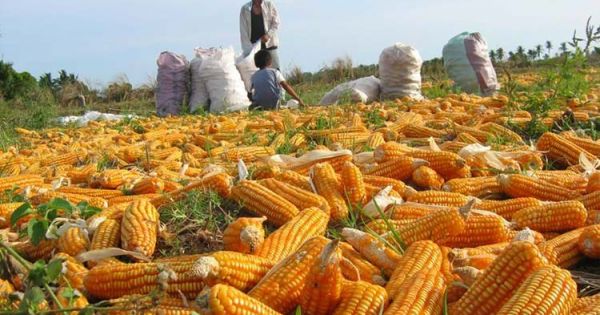 Trigo: Siembra avanza 57,6% pese a lluvias en Argentina