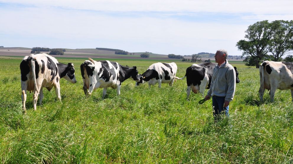 En Buenos Aires existen cerca de 2.500 tambos