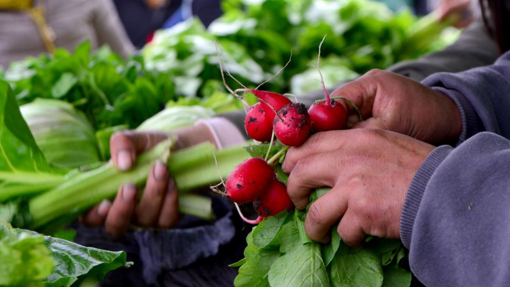 Productores hort�colas piden cr�ditos blandos