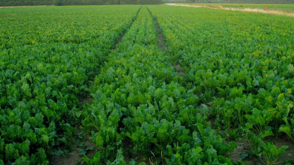 El Estado, con el 60% de la renta del agro