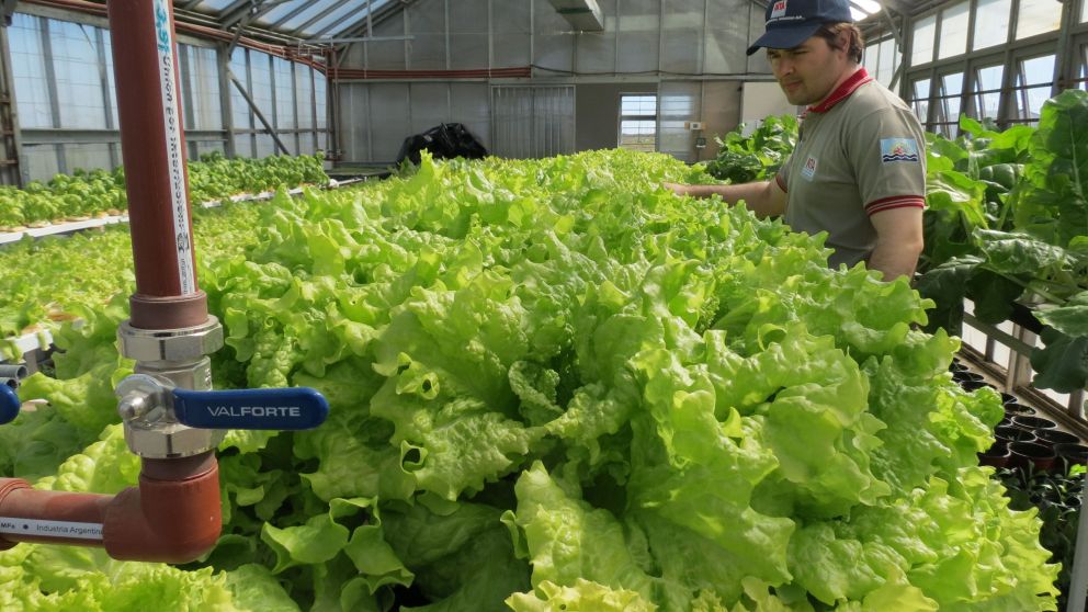 Hay empresas argentinas que están apostando a estos nuevos procesos