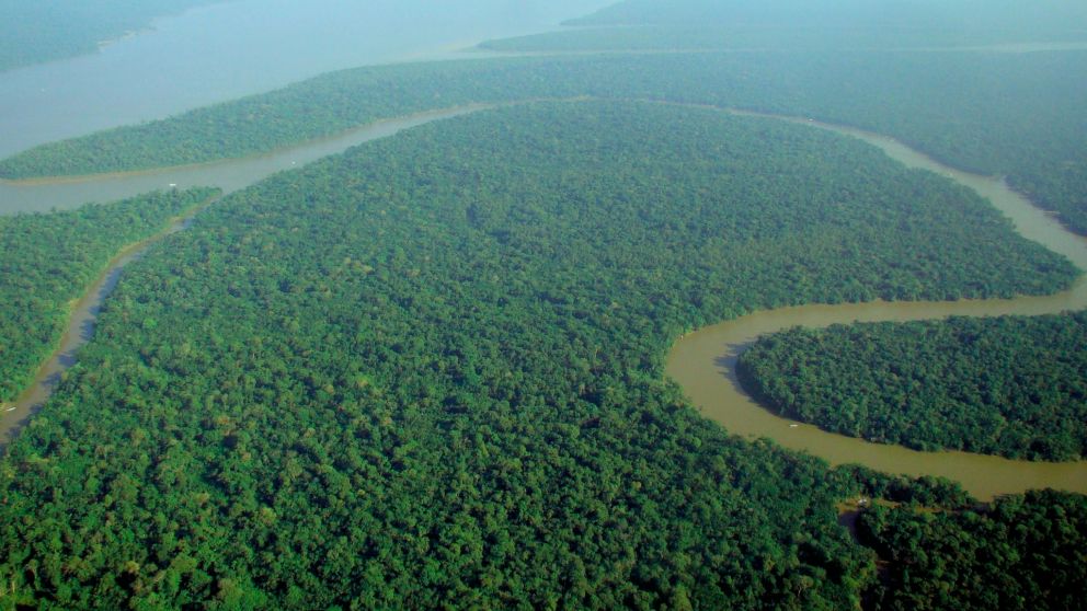 Cambio climático: advierten por la pérdida de bosques tropicales nativos