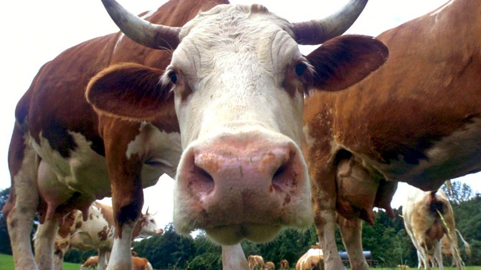 Afirman que mientras hacer helado demora un día, sólo el proceso de engorde Solamente su proceso de engorde demanda unos 120 días