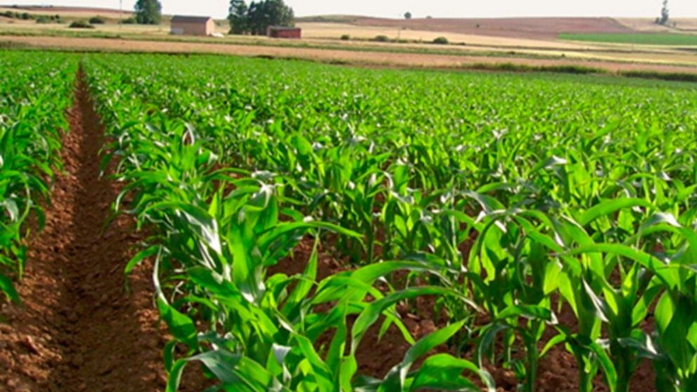 El clima consolida las proyecciones agrícolas