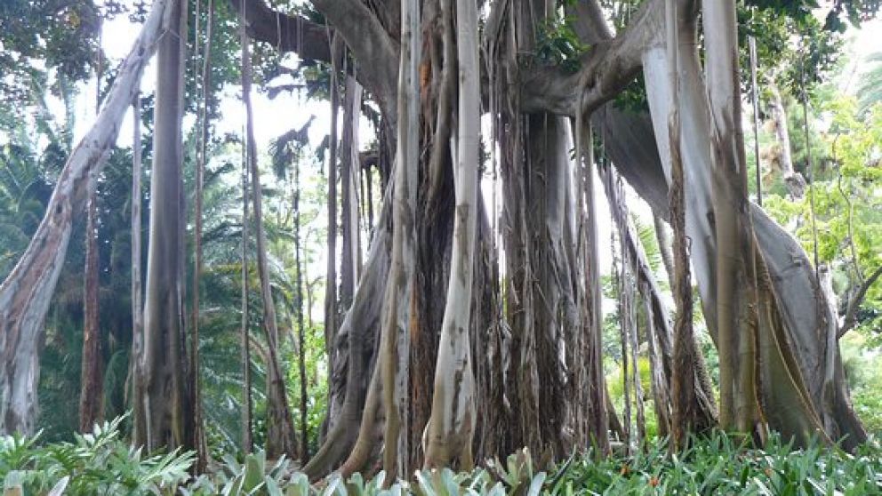 Evolución de las plantas: investigadores desarrollan el árbol botánico más completo