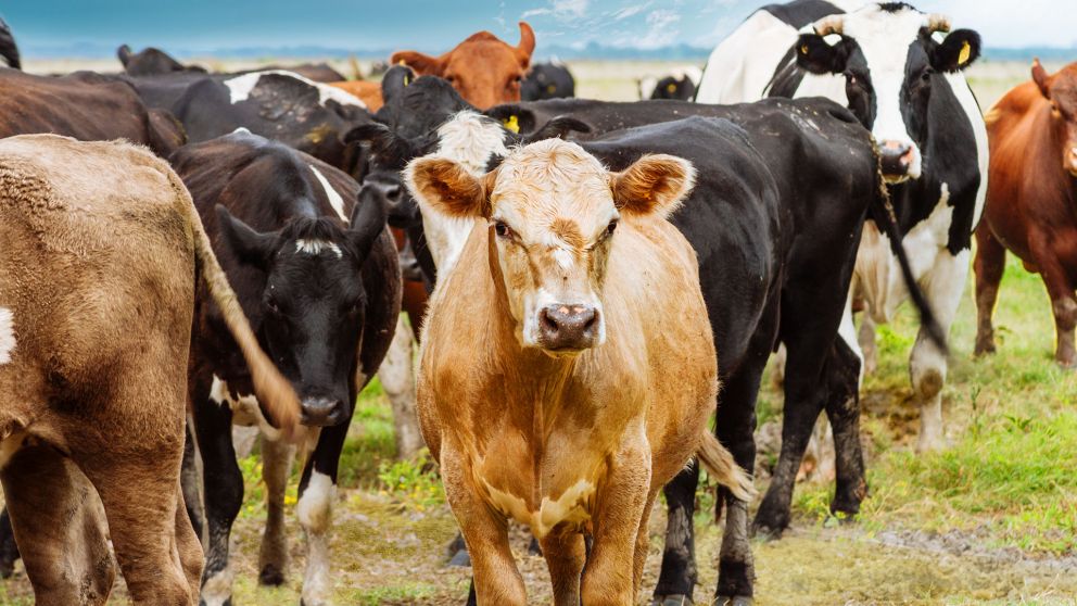 Las exportaciones de carne vacuna acumulan una expansión del 316,6% en cuatro años