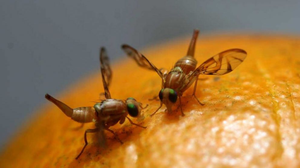 La producción de insectos estériles es una pieza fundamental para el control basado en la utilización de la misma plaga