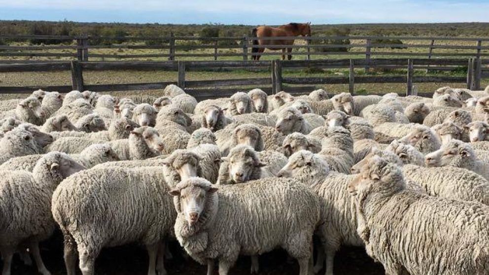 Crean una nueva categoría de acopio lanar para optimizar los procedimientos de exportación