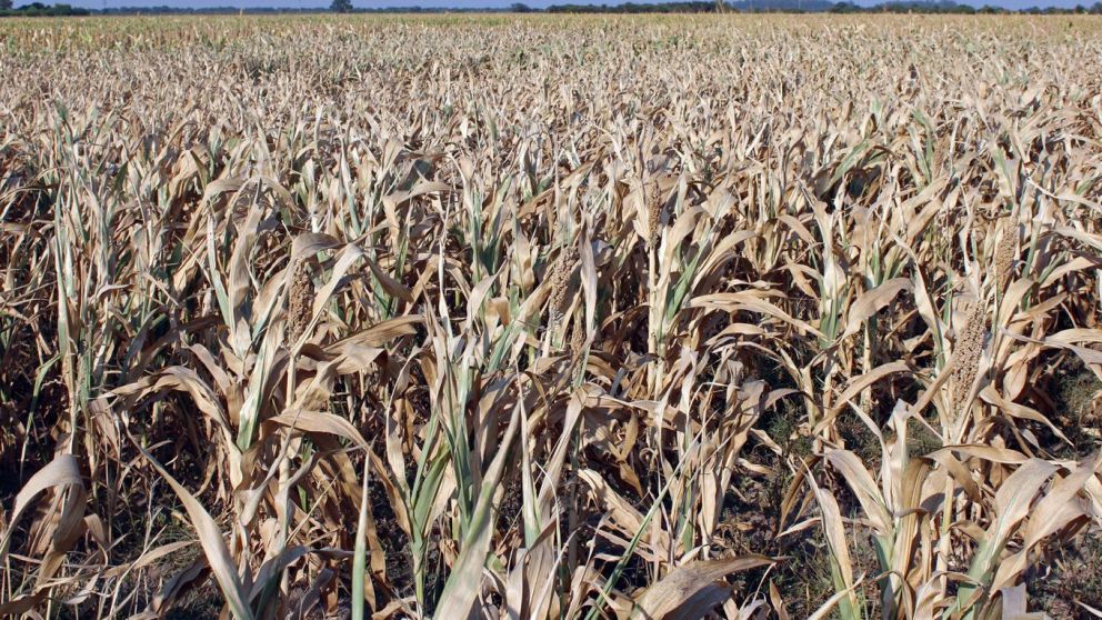 El cereal ya presenta bajas en su rendimiento