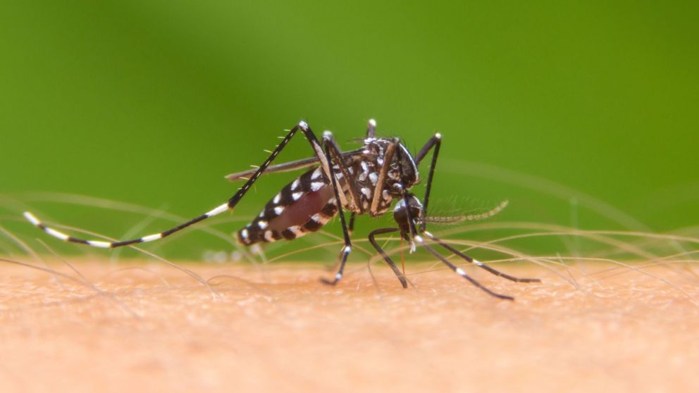 Vuelve la temporada de máxima alerta por el dengue