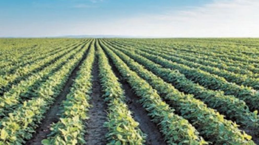 La oleaginosa gana terreno