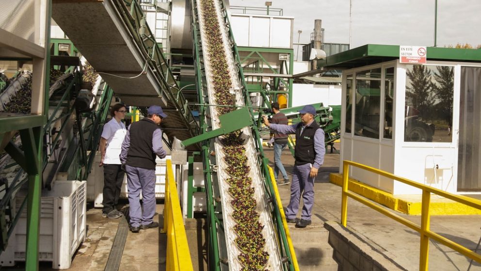 Productora de aceite de oliva invierte US$14 M en San Juan