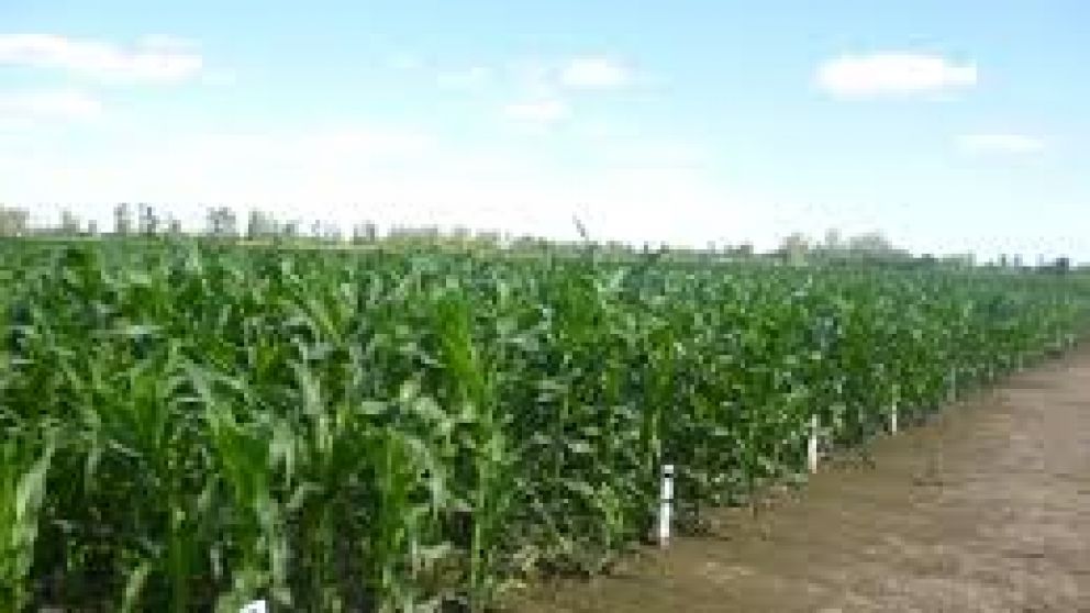 El cereal tendr� una merma en su producci�n por miedo al cierre de mercados