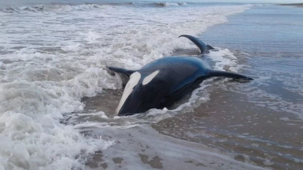 Estiman que pueden haberse terminado allí mientras perseguían su alimento