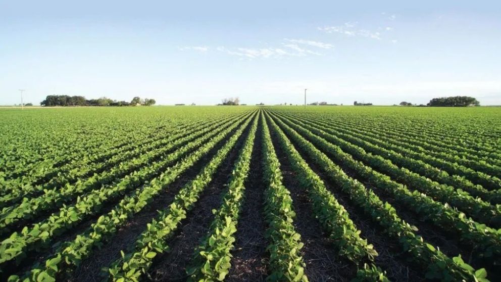 80 % de la harina de soja argentina se produce en la zona del Gran Rosari