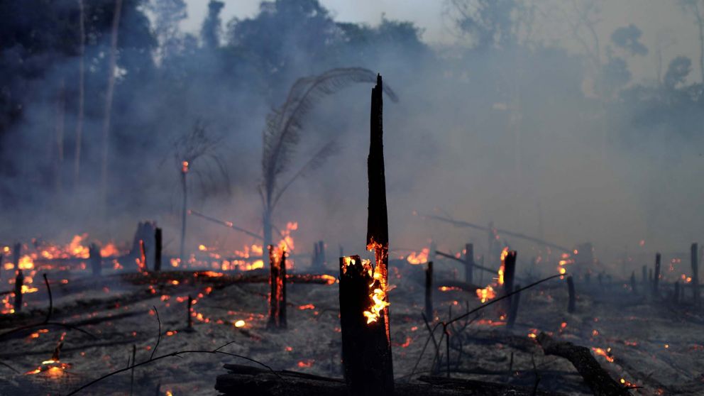 Recuperar el ecosistema del Amazonas llevará entre 200 y 500 años