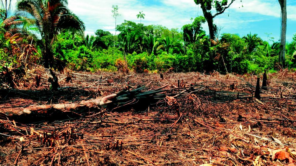 El retroceso de la selva puede agravar el calentamiento global