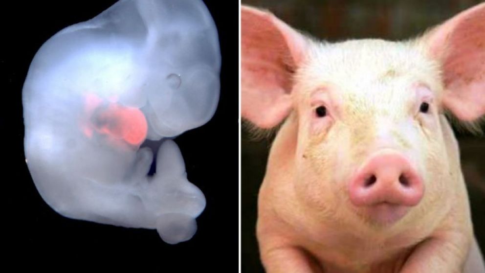 Japón buscan crear un banco de órganos humanos