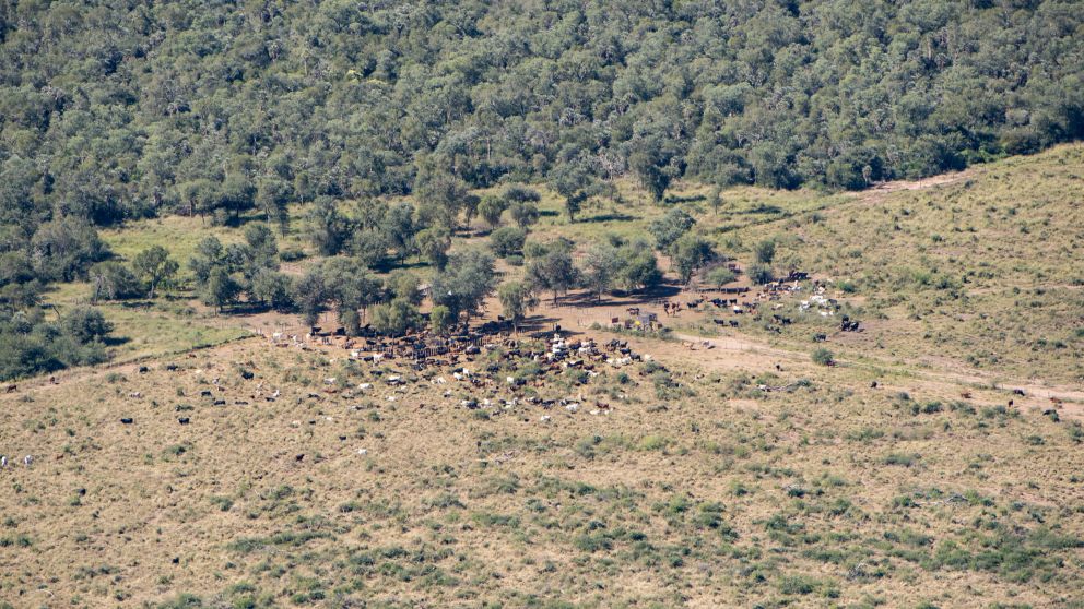 Tres emprendimientos nuevos sumarán 400 hectáreas de bosques nativos en Chaco