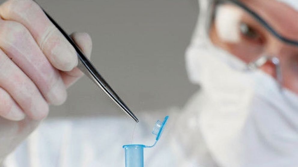 El cabello, en estudio