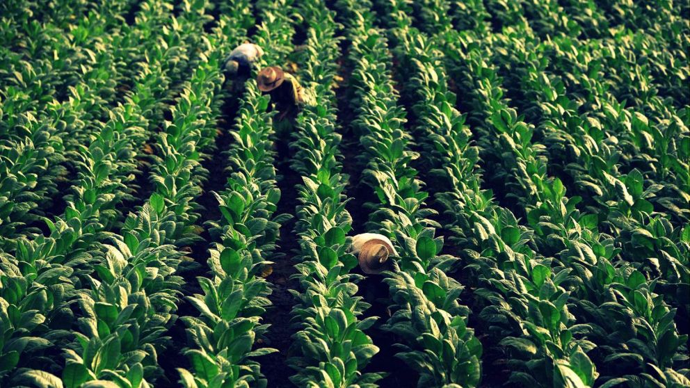 La OMS sugiere aplicar cultivos sustitutos