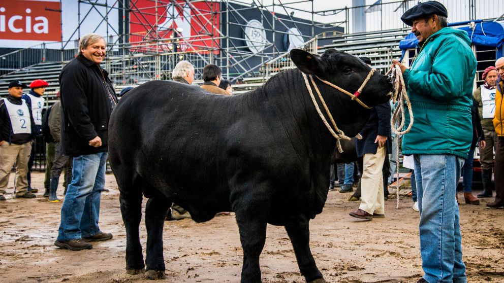 Apollo tiene 11 meses y competirá en la categoría Ternero Mayor