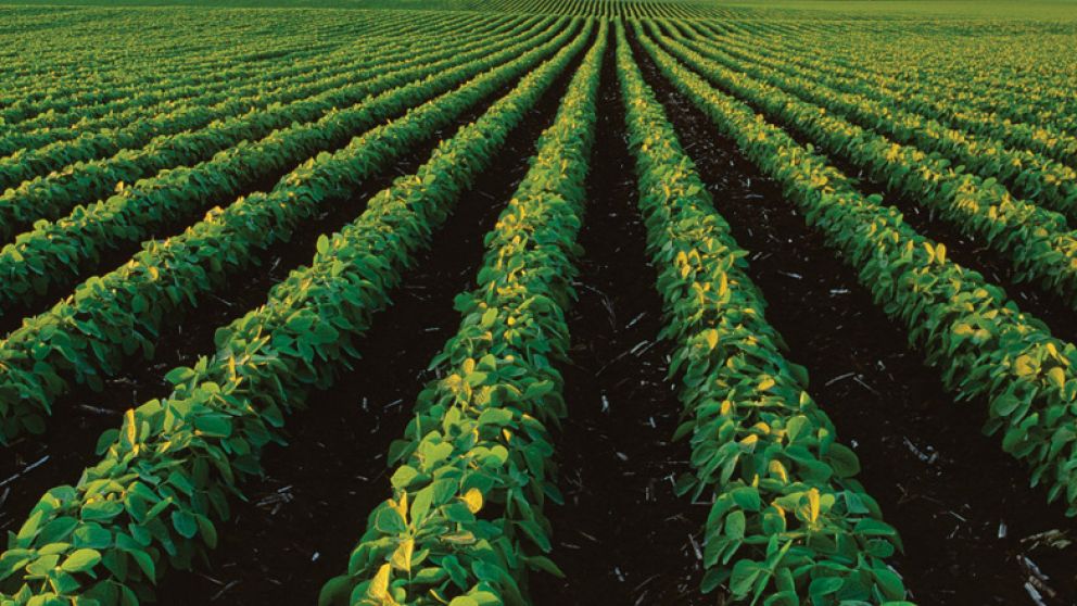 Cresud obtuvo US$60 M a una tasa de 9% anual