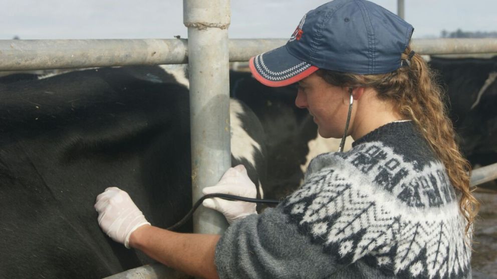 La ganadería es donde hay mayor presencia de mujeres profesionales en el campo
