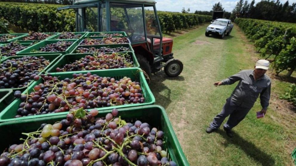 Preocupación de la cadena vitivinícola por posible acuerdo con arancel cero inmediato
